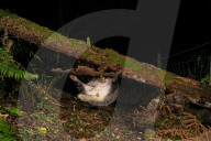 FEATURE - SN_CLUMSY_BADGER_04