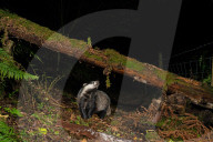 FEATURE - SN_CLUMSY_BADGER_05