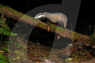 FEATURE - SN_CLUMSY_BADGER_06