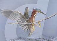 FEATURE - SN_HERON_PULLUP_01