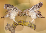 FEATURE - SN_OWL_HEADBUTT_01