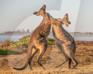 FEATURE - SN_BOXING_ROOS_01