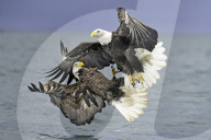 FEATURE - SN_EAGLES_SEA_FIGHT_01