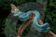 FEATURE - SN_VIPER_FASCINATOR_01