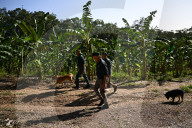 Australia’s first genetically modified fruit is ripe for a taste test. Could it avert a global banana apocalypse?