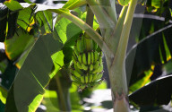 Australia’s first genetically modified fruit is ripe for a taste test. Could it avert a global banana apocalypse?