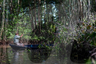 The vanishing mangroves of El Salvador: 'All our efforts may only slow the destruction'