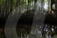 The vanishing mangroves of El Salvador: 'All our efforts may only slow the destruction'