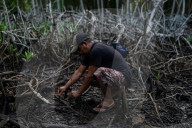 The vanishing mangroves of El Salvador: 'All our efforts may only slow the destruction'