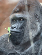 FEATURE - SN_GEORGOUS_GORILLA_01