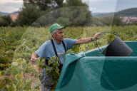 Completion of the grape harvest in Pened&#xe8;s
Completion of the grape harvest in Peneds