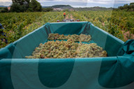 Completion of the grape harvest in Pened&#xe8;s
Completion of the grape harvest in Peneds