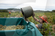 Completion of the grape harvest in Pened&#xe8;s
Completion of the grape harvest in Peneds