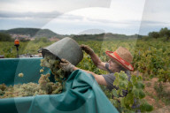 Completion of the grape harvest in Pened&#xe8;s
Completion of the grape harvest in Peneds