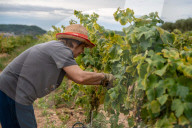 Completion of the grape harvest in Pened&#xe8;s
Completion of the grape harvest in Peneds