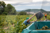 Completion of the grape harvest in Pened&#xe8;s
Completion of the grape harvest in Peneds