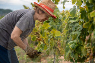 Completion of the grape harvest in Pened&#xe8;s
Completion of the grape harvest in Peneds