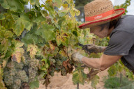 Completion of the grape harvest in Pened&#xe8;s
Completion of the grape harvest in Peneds