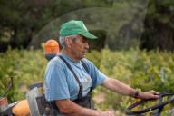 Completion of the grape harvest in Pened&#xe8;s
Completion of the grape harvest in Peneds