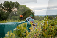 Completion of the grape harvest in Pened&#xe8;s
Completion of the grape harvest in Peneds