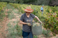 Completion of the grape harvest in Pened&#xe8;s
Completion of the grape harvest in Peneds