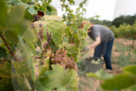 Completion of the grape harvest in Pened&#xe8;s
Completion of the grape harvest in Peneds