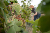Completion of the grape harvest in Pened&#xe8;s
Completion of the grape harvest in Peneds