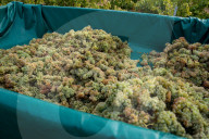 Completion of the grape harvest in Pened&#xe8;s
Completion of the grape harvest in Peneds