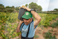Completion of the grape harvest in Pened&#xe8;s
Completion of the grape harvest in Peneds