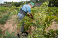 Completion of the grape harvest in Pened&#xe8;s
Completion of the grape harvest in Peneds