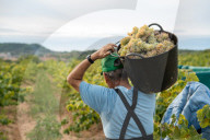 Completion of the grape harvest in Pened&#xe8;s
Completion of the grape harvest in Peneds
