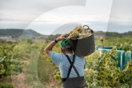 Completion of the grape harvest in Pened&#xe8;s
Completion of the grape harvest in Peneds