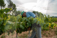Completion of the grape harvest in Pened&#xe8;s
Completion of the grape harvest in Peneds