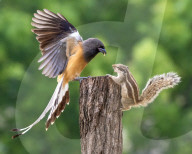 FEATURE - SN_SQUIRREL_SQUABBLE_01