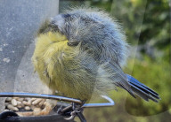 FEATURE - SN_TENNIS_BALL_TIT_01