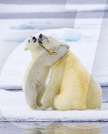 FEATURE - SN_BEAR_HUG_01