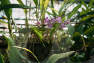 Kyiv's botanical garden staring at disaster as Russia targets Ukraine’s energy sector