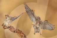 FEATURE - SN_KESTREL_OWL_FIGHT_01