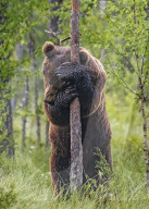 FEATURE - SN_ROUGH_BEAR_POST_01