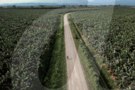 'Every time the planes pass, my eyes burn': the hidden cost of Costa Rican bananas