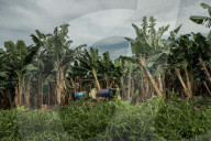 'Every time the planes pass, my eyes burn': the hidden cost of Costa Rican bananas