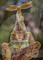 FEATURE - SN_CHAMELEON_DRAGONFLY_01