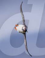 FEATURE - SN_PUFFIN_SWOOP_01