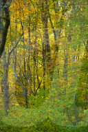 Autumn in New England