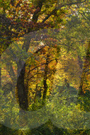 Autumn in New England