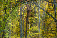 Autumn in New England