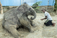 Baby elephant learns to walk again after being hit by a train