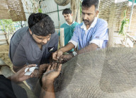 Baby elephant learns to walk again after being hit by a train
