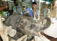 Baby elephant learns to walk again after being hit by a train
