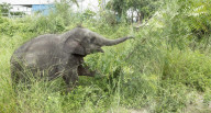Baby elephant learns to walk again after being hit by a train